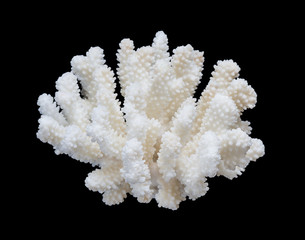 White coral isolated on a black background