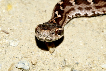 Viper head close-up on the sand