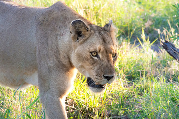 Naklejka premium Safari lion Parc Kruger Afrique du Sud 
