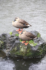 水から突出した岩の上で雨に耐えるカルガモ２羽(静岡県)