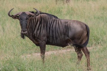 Fototapeta na wymiar Safari gnou Parc Kruger Afrique du Sud 