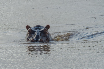 Fototapeta premium Safari hyppo Parc Kruger Afrique du Sud 