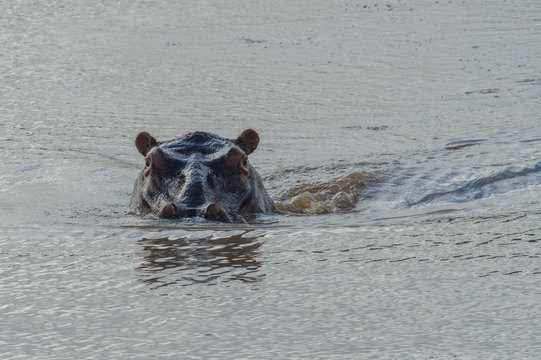 Safari hyppo Parc Kruger Afrique du Sud 