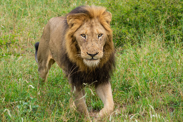 Safari lion Parc Kruger Afrique du Sud 