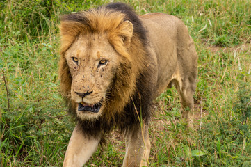 Safari lion Parc Kruger Afrique du Sud 
