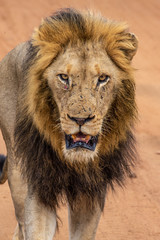 Safari lion Parc Kruger Afrique du Sud 