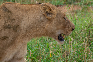 Safari lion Parc Kruger Afrique du Sud 
