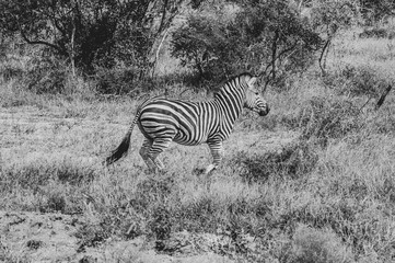 Fototapeta na wymiar Safari antilope Parc Kruger Afrique du Sud 