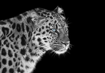 Leopard in black and white with blue eyes