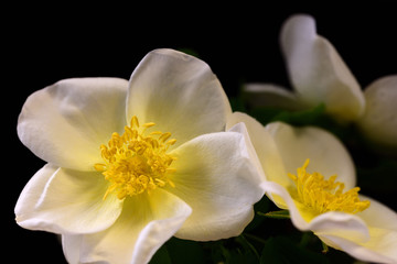Fototapeta na wymiar zarte blüte einer weißen wilden rose vor dunklem hintergrund