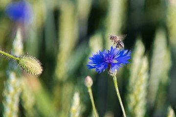 A bee on a blue flower . Collects pollen and drink nectar, blue flower with insect
