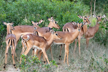 Safari antilope Parc Kruger Afrique du Sud 