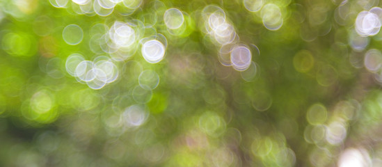 Obraz premium Defocused abstract nature background with green leaves and bokeh lights.&nbsp;Royalty high-quality free stock image of natural blurred bokeh background from leaf and tree