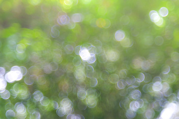 Obraz premium Natural green blurred background. Abstract background with bokeh defocused lights. Royalty high-quality free stock image of bokeh light from the sun through the leaves with copyspace for text design