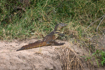 Safari varan Parc Kruger Afrique du Sud 