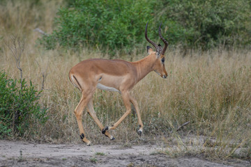 Safari antilope Parc Kruger Afrique du Sud 