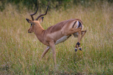 Safari antilope Parc Kruger Afrique du Sud 