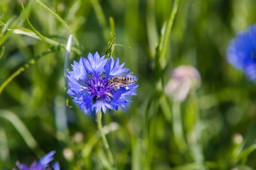 A bee on a blue flower . Collects pollen and drink nectar, blue flower with insect