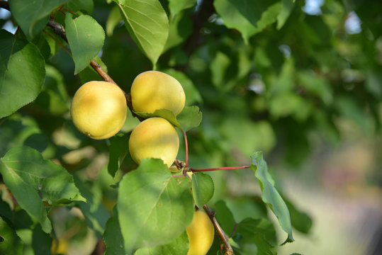 Garden gardening Green plants, farm to fork