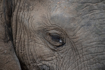 Naklejka premium Safari éléphant Parc Kruger Afrique du Sud 