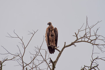 Safari vautours Parc Kruger Afrique du Sud 