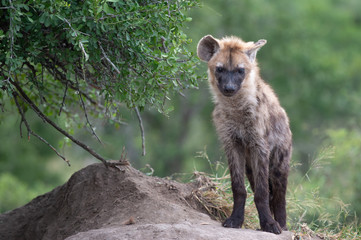Safari hyene Parc Kruger Afrique du Sud 