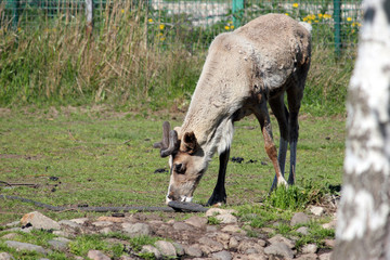Obraz na płótnie Canvas A young reindeer water from the hose, thirst.