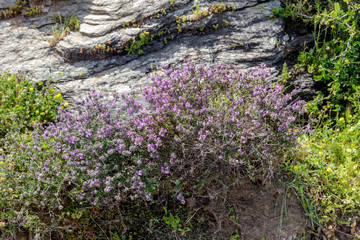 Thyme bush (Thymus capitatus) growing close-up