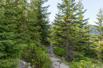 Fototapeta na wymiar Rocky path in the forest in the National park Krkonose. Giant mountains. Czech Republic