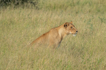 Safari lion Parc Kruger Afrique du Sud 