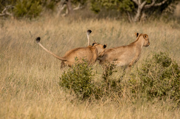 Safari lion Parc Kruger Afrique du Sud 