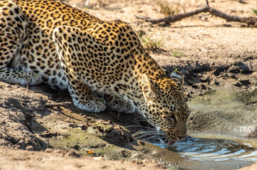 Safari guépard Parc Kruger Afrique du Sud 