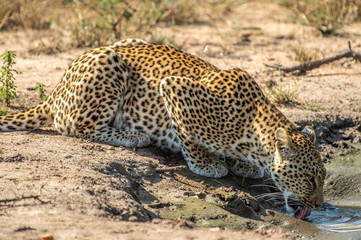 Safari guépard Parc Kruger Afrique du Sud 