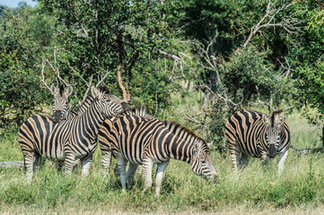 Safari zebre Parc Kruger Afrique du Sud 