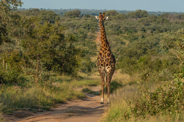 Safari girafe Parc Kruger Afrique du Sud 