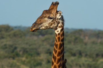 Safari girafe Parc Kruger Afrique du Sud 