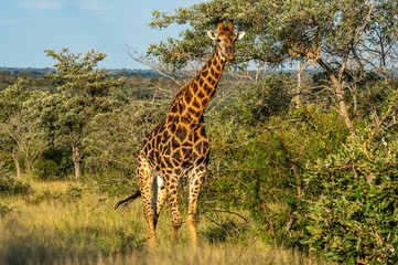 Safari girafe Parc Kruger Afrique du Sud 