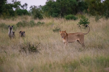 Safari lion Parc Kruger Afrique du Sud 