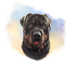 Head portrait of the Rottweiler dog, medium and large breed. Watercolor Animal collection: Dogs. Hand Painted Illustration of Pet. Good for banner, T-shirt, pillow, card. Art background for pet shop