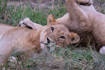 Safari lion Parc Kruger Afrique du Sud 