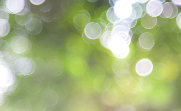 Natural green blurred background. Abstract background with bokeh defocused lights. Royalty high-quality free stock image of bokeh light from the sun through the leaves with copyspace for text design