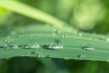 Water drops on green leaves have a green background.