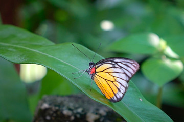 Beautiful butterfly on a green leaf