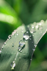 Water drops on green leaves have a green background.