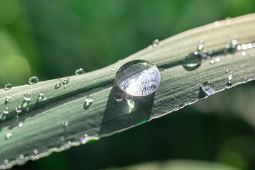 Water drops on green leaves have a green background.