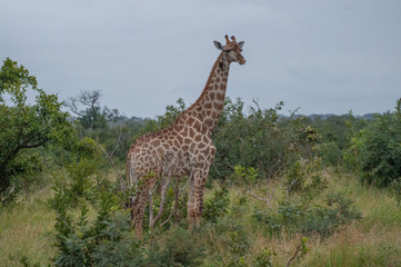 Safari girafe Parc Kruger Afrique du Sud 