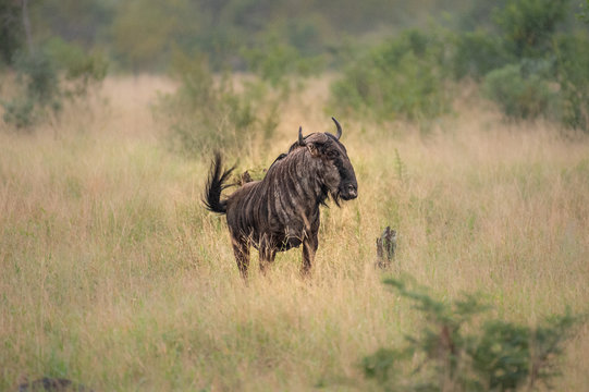 Safari gnou Parc Kruger Afrique du Sud 