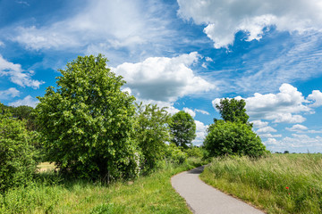 Fototapeta na wymiar Feld mit Bäumen in der Nähe von Rostock