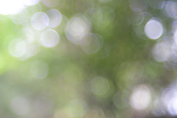 Obraz premium Natural green blurred background. Abstract background with bokeh defocused lights. Royalty high-quality free stock image of bokeh light from the sun through the leaves with copyspace for text design