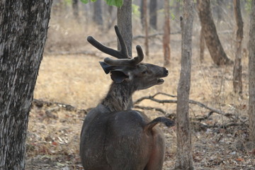 male sambher deer at meeting call